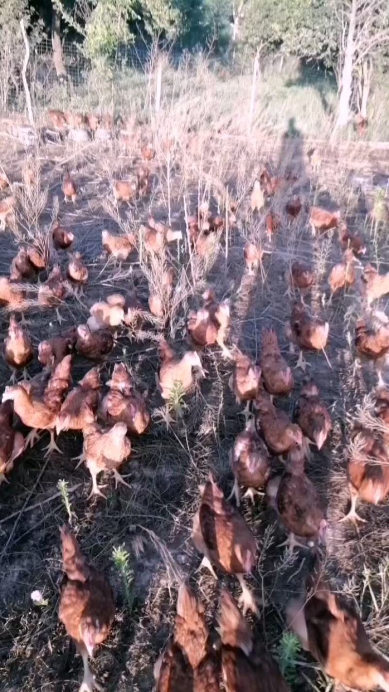 禽畜牧蛋肉