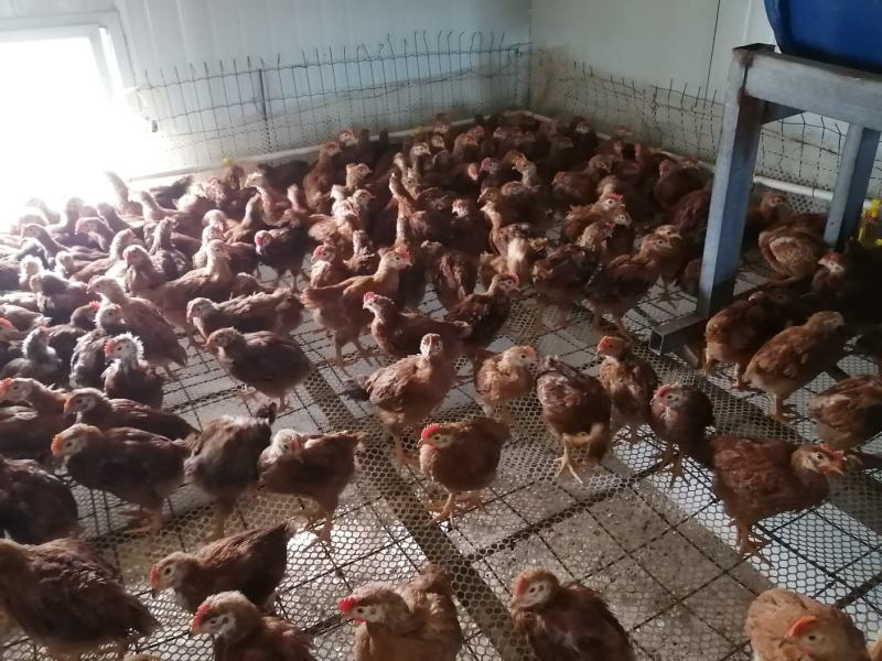 禽畜牧蛋肉