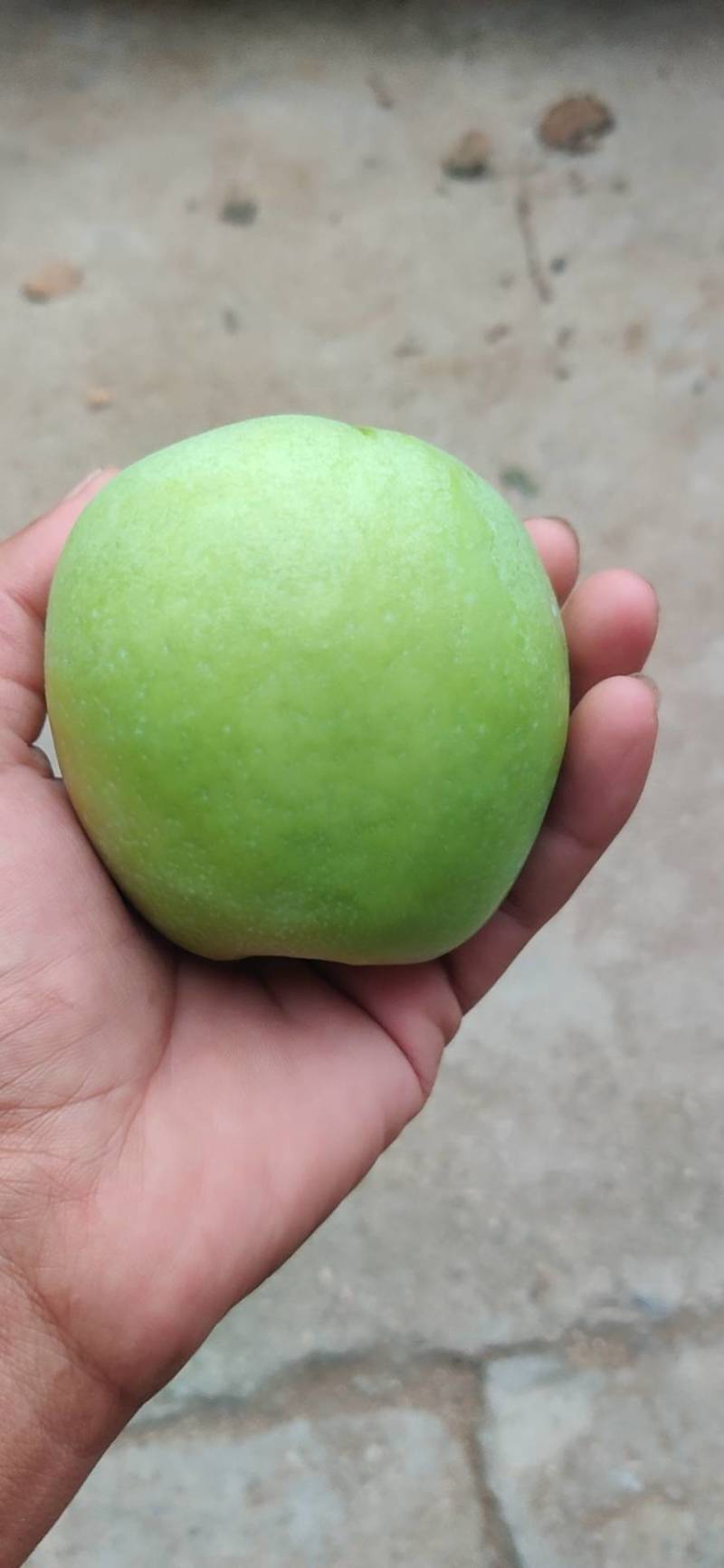 新鲜青果基地，现摘果