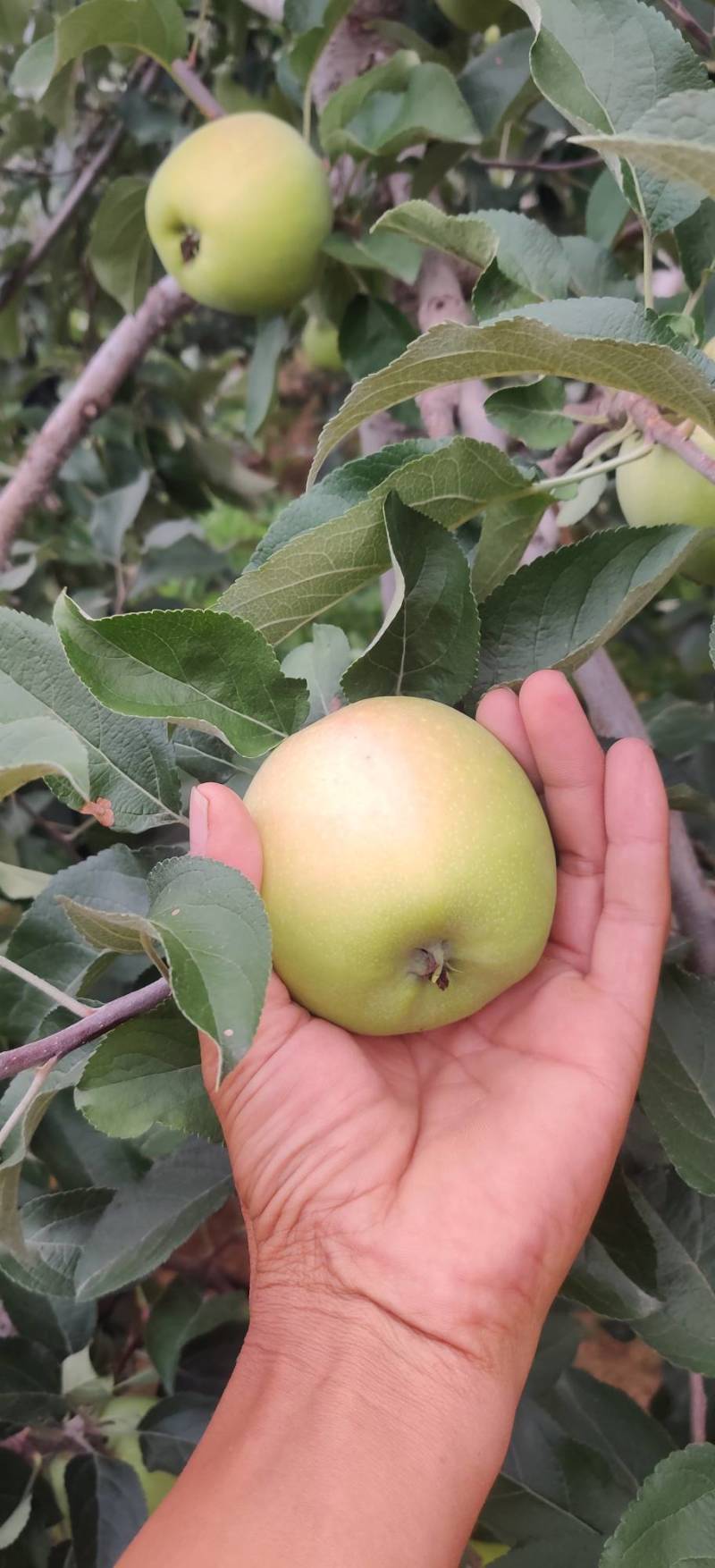 新鲜青果基地，现摘果