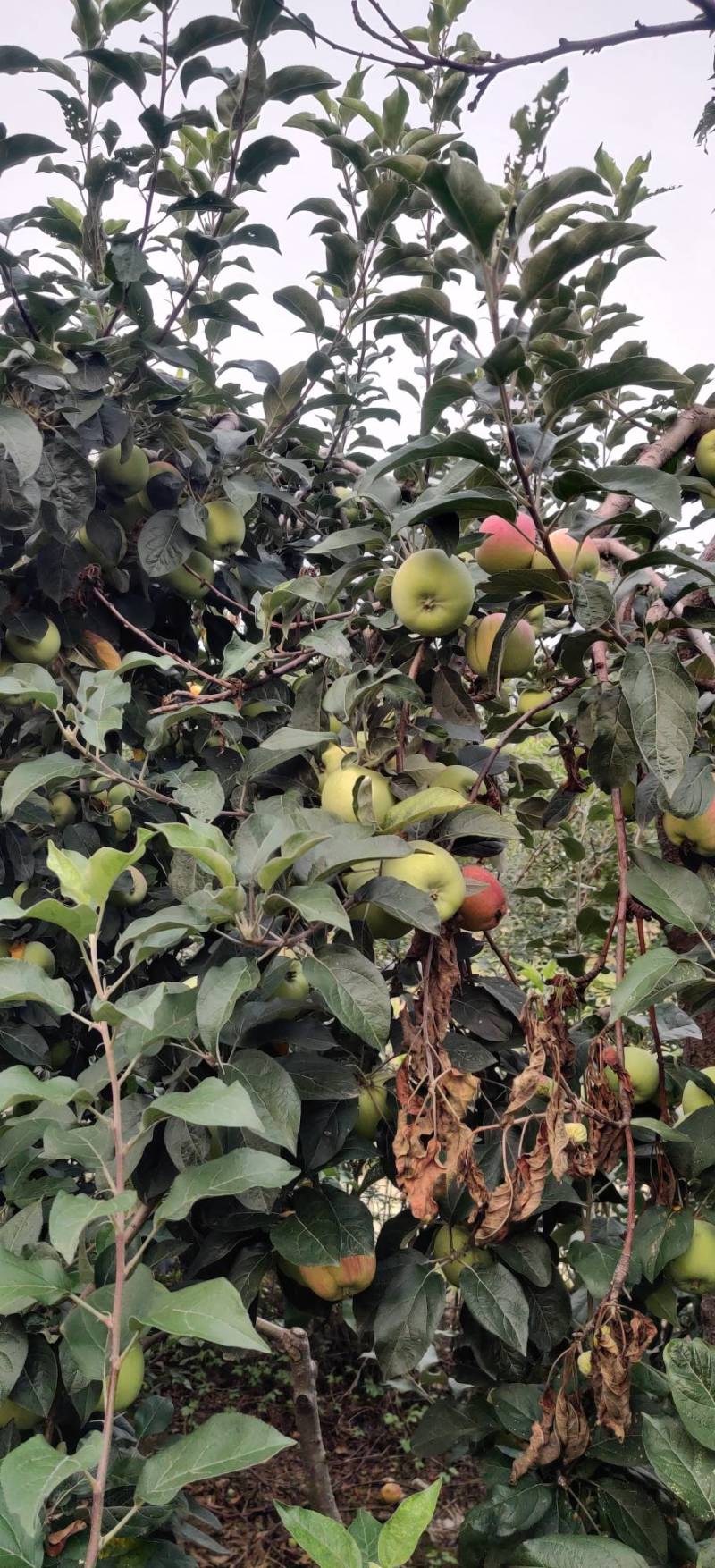 新鲜青果基地，现摘果
