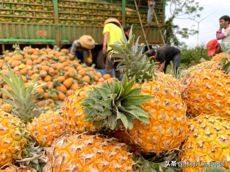 各品种菠萝产地直销供应全国电商超市市场工厂
