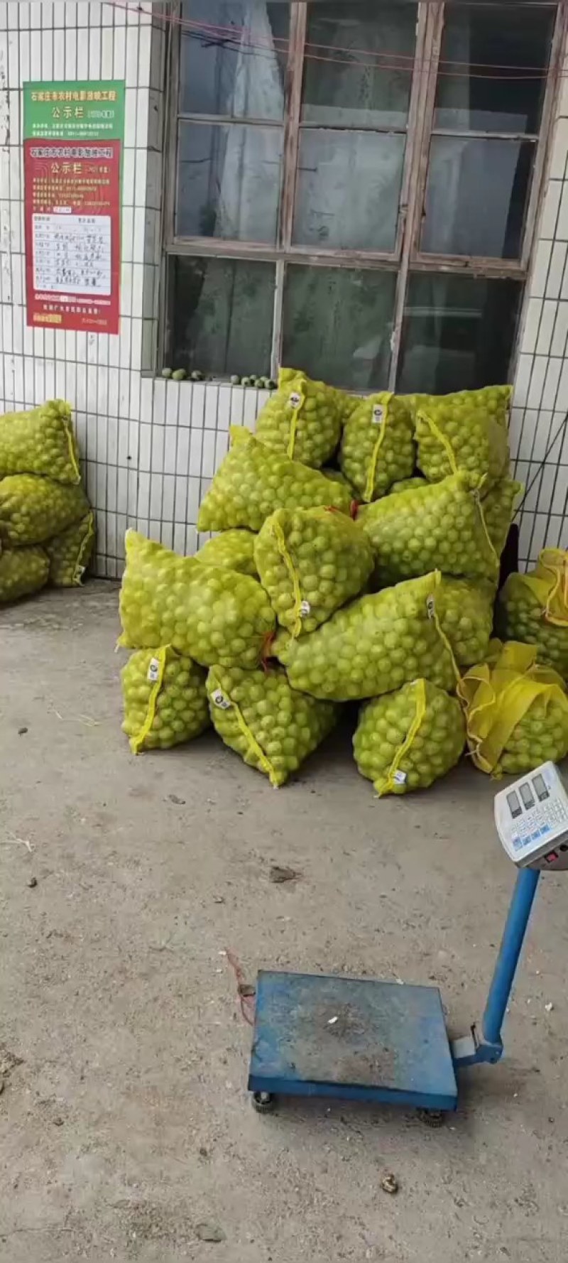 河北省石家庄市赞皇县青皮核桃以上市有需要的客户和我联系。