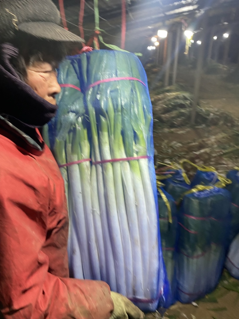 山东铁杆大葱净葱便宜处理，供电商，商超对接，量大从优