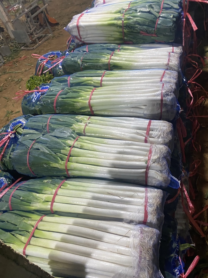 山东铁杆大葱净葱便宜处理，供电商，商超对接，量大从优