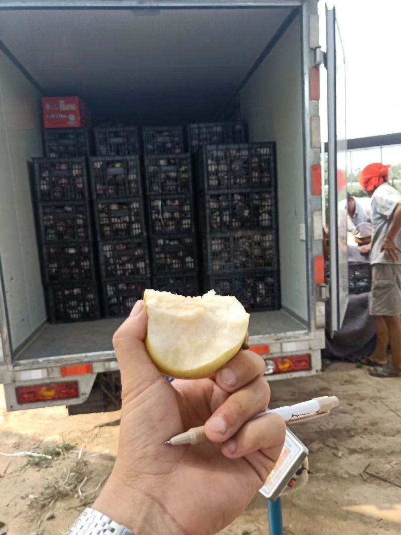 梨【供应各种品种：绿宝石梨、白宝石梨、黄金梨、丰水梨】