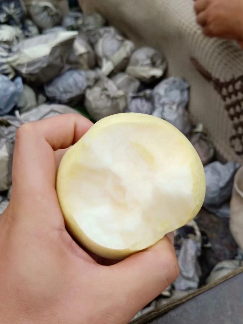 梨【供应各种品种：绿宝石梨、白宝石梨、黄金梨、丰水梨】