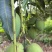 椰香小花果