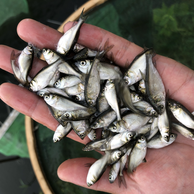 大量供应白鲢鱼苗夏片每斤300尾左右江苏常州鲢鱼苗