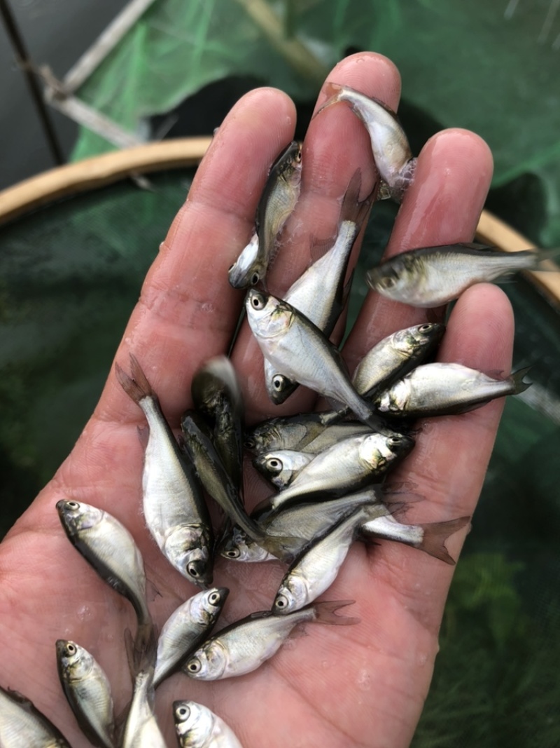 大量供应白鲢鱼苗夏片每斤300尾左右江苏常州鲢鱼苗