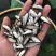 大量供应白鲢鱼苗夏片每斤300尾左右江苏常州鲢鱼苗