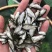 大量供应白鲢鱼苗夏片每斤300尾左右江苏常州鲢鱼苗