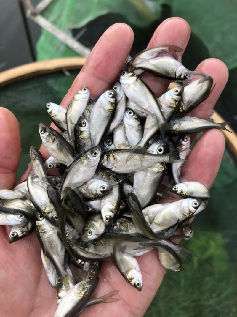 大量供应白鲢鱼苗夏片每斤300尾左右江苏常州鲢鱼苗