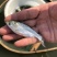 大量供应白鲢鱼苗夏片每斤300尾左右江苏常州鲢鱼苗