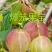 灯笼果苗，加拿大1号灯笼果苗，当年栽苗，当年挂果，产量高