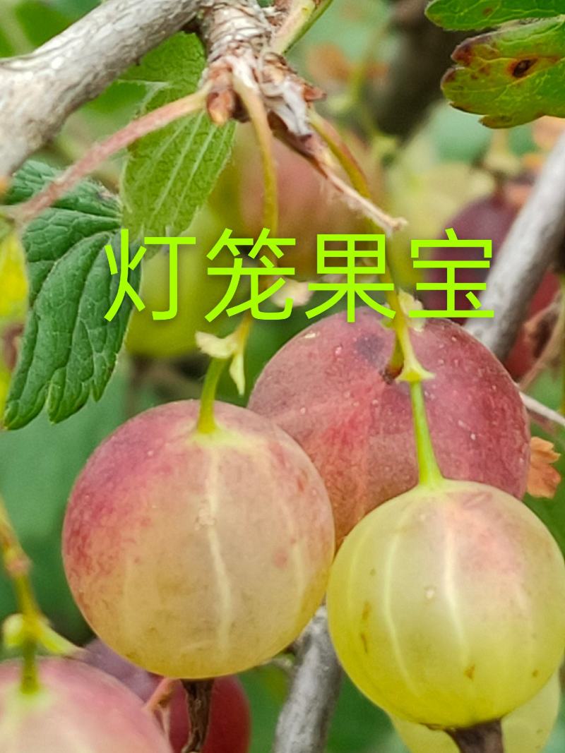 灯笼果苗，加拿大1号灯笼果苗，当年栽苗，当年挂果，产量高