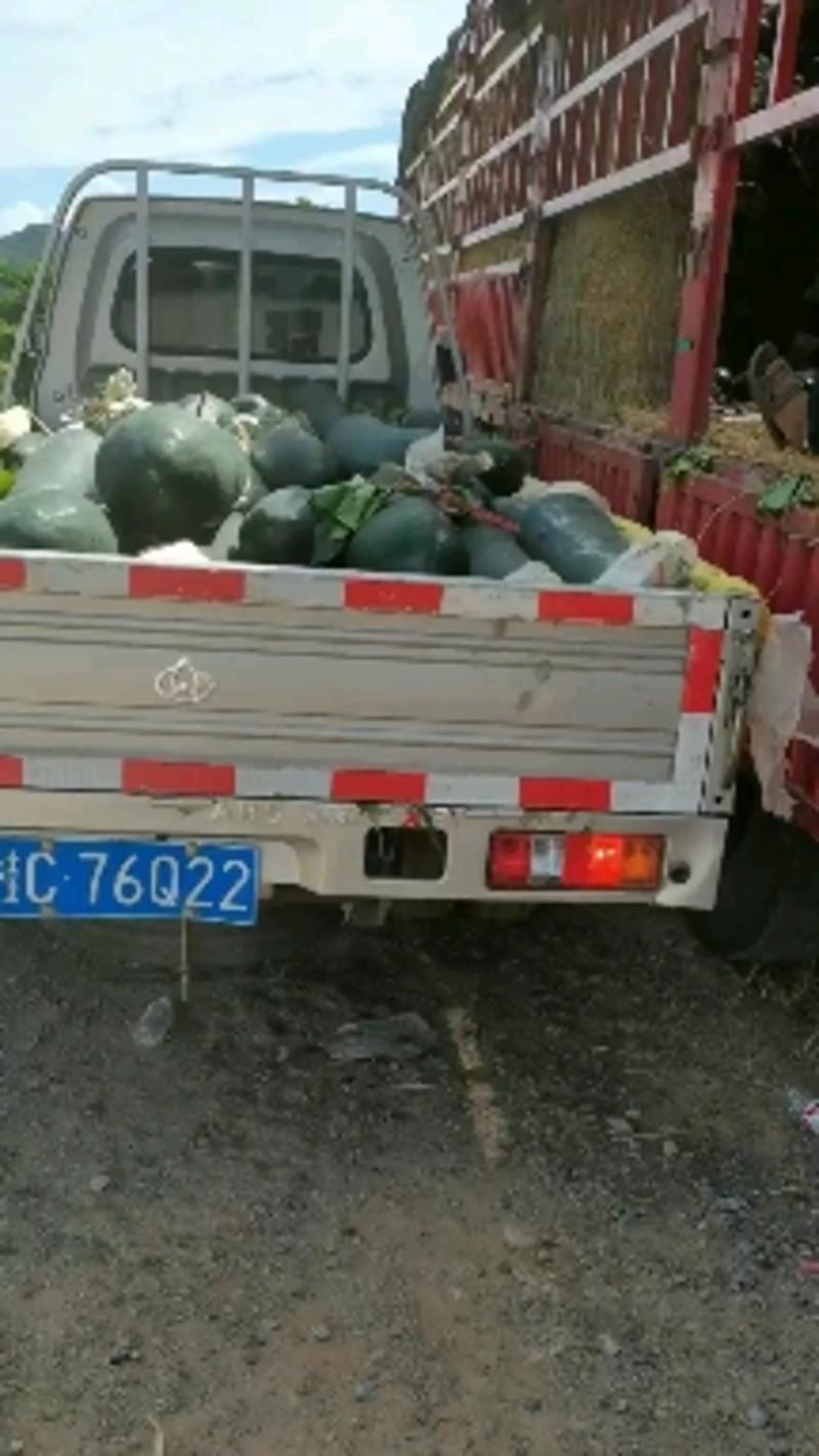 广西桂林万亩黑冬瓜大量上市，诚信代办，全国发货。
