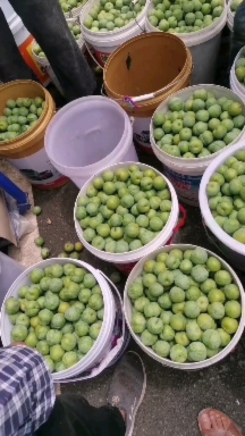 青脆李