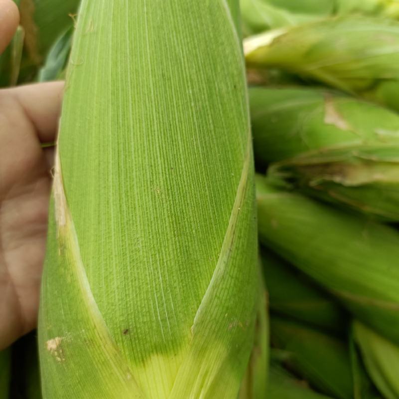 三原县万亩蔬菜基地，玉米从六月到七月底大量有货。