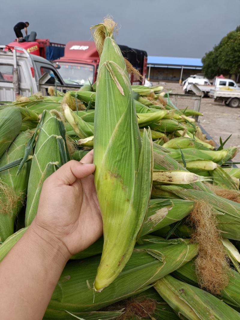 三原县万亩蔬菜基地，玉米从六月到七月底大量有货。