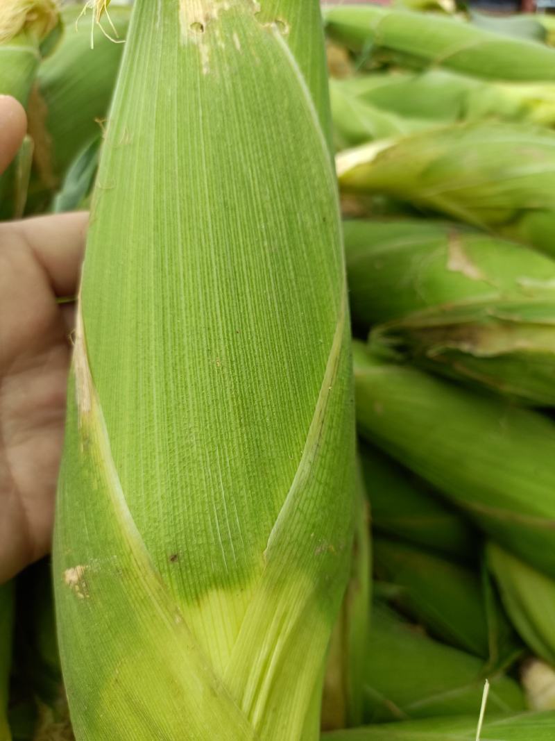 三原县万亩蔬菜基地，玉米从六月到七月底大量有货。