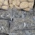大家好、泌阳花菇甲天下、送礼佳品、形好肉厚、味香肉细嫩、