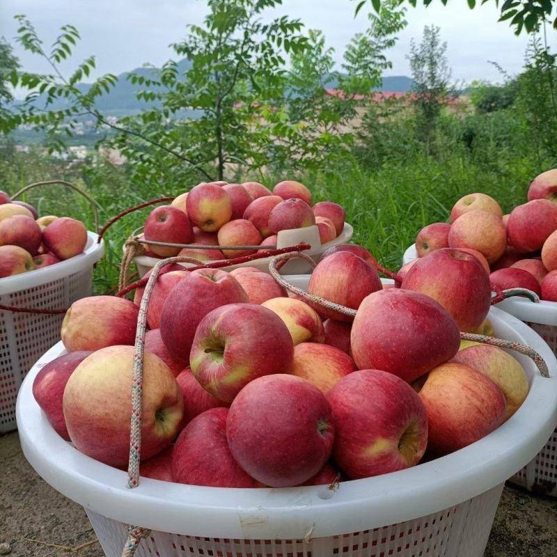 云南新鲜苹果新世纪和108欢迎全国各地朋友咨询