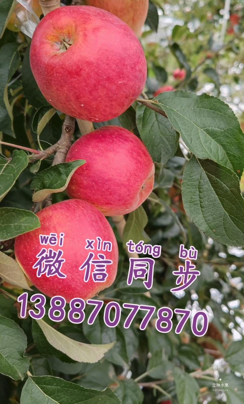 云南新鲜苹果新世纪和108欢迎全国各地朋友咨询