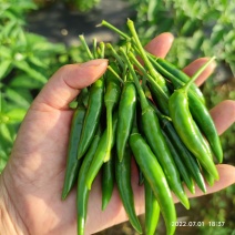 贵州青红朝天椒大量出货，百亩种植园直发。来长期合作伙伴！