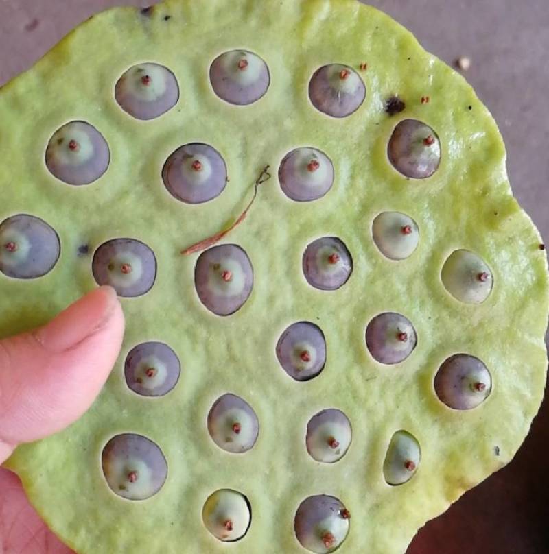 供应新鲜莲子