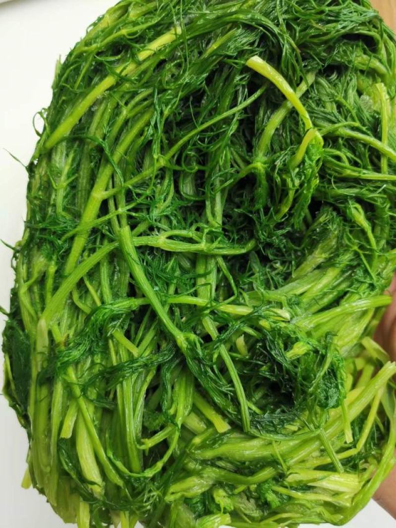 茴香茴香菜茴香鲜菜速冻蔬菜