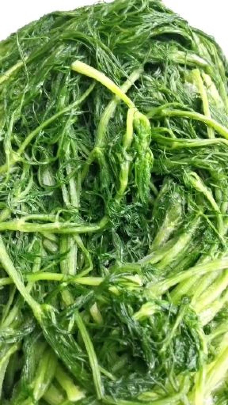 茴香茴香菜茴香鲜菜速冻蔬菜批发茴香速冻蔬菜，速冻保存
