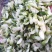 鲜冻槐花洋槐花新货冷冻槐花大量现货