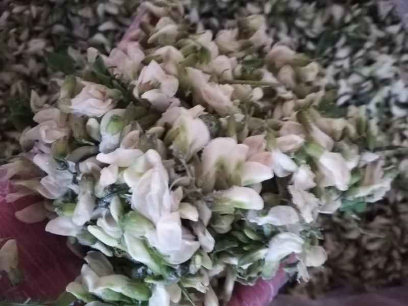 鲜冻槐花洋槐花新货冷冻槐花大量现货