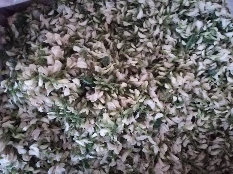 鲜冻槐花洋槐花新货冷冻槐花大量现货