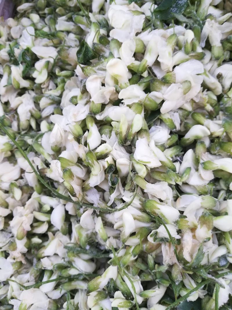 鲜冻槐花洋槐花新货冷冻槐花大量现货