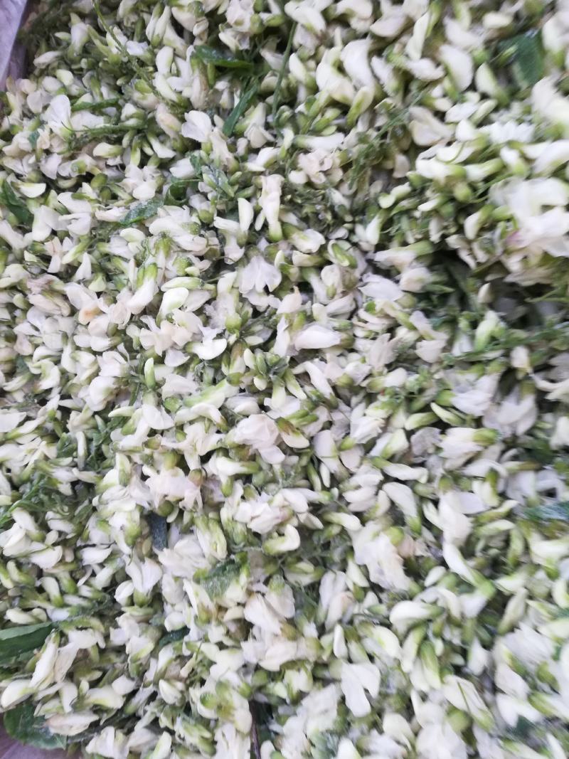 鲜冻槐花洋槐花新货冷冻槐花大量现货