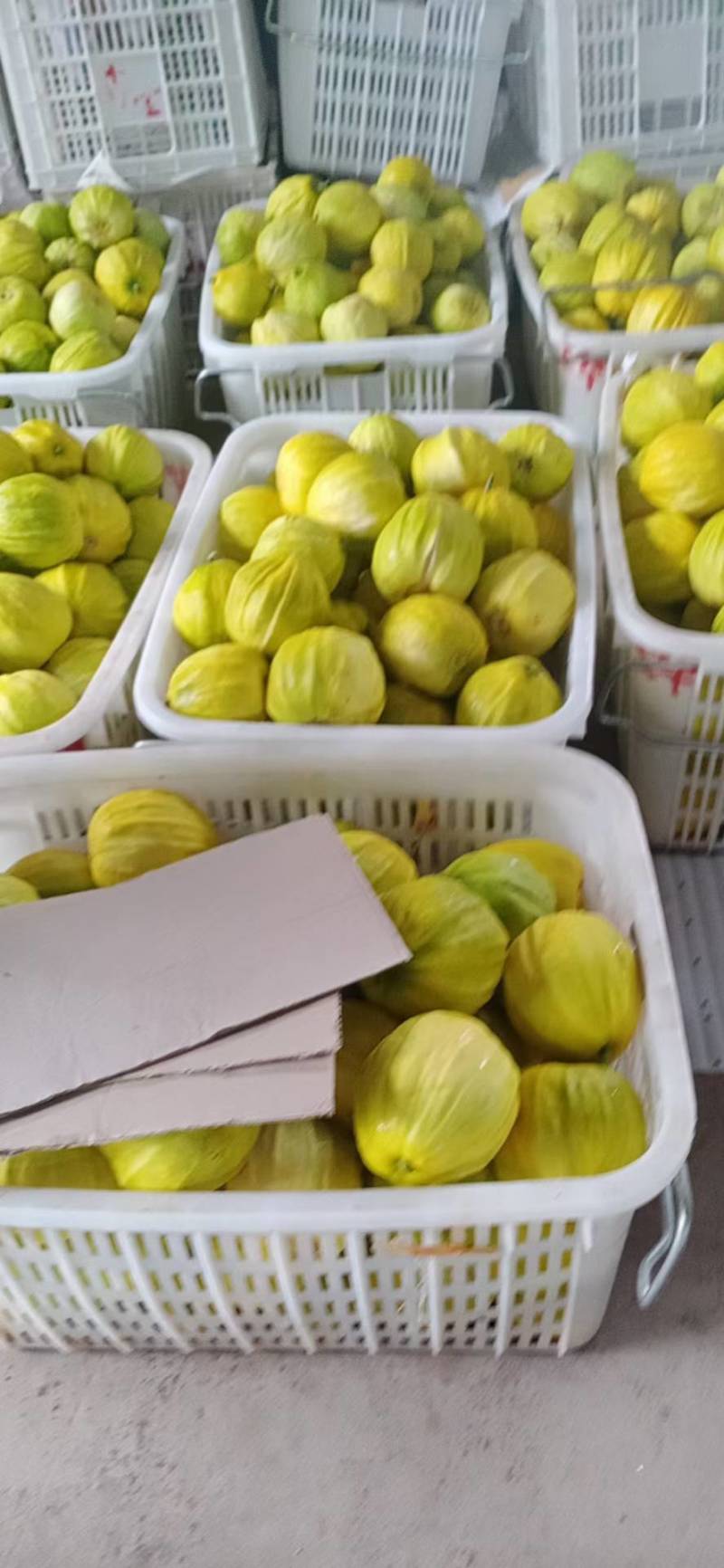 精品丑瓜，黄金瓜产地大量上市了，囗感脆甜，果园干净，一手