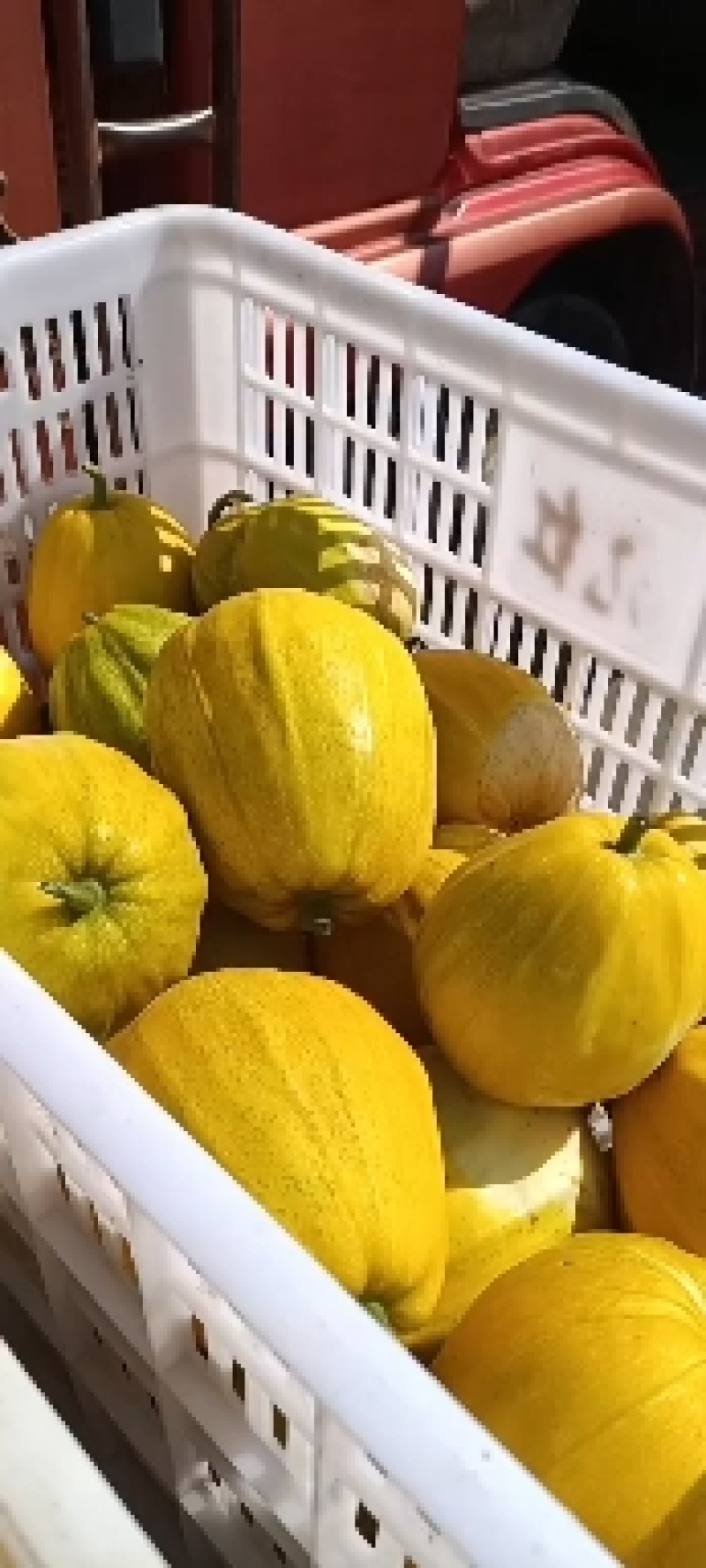 精品丑瓜，黄金瓜产地大量上市了，囗感脆甜，果园干净，一手