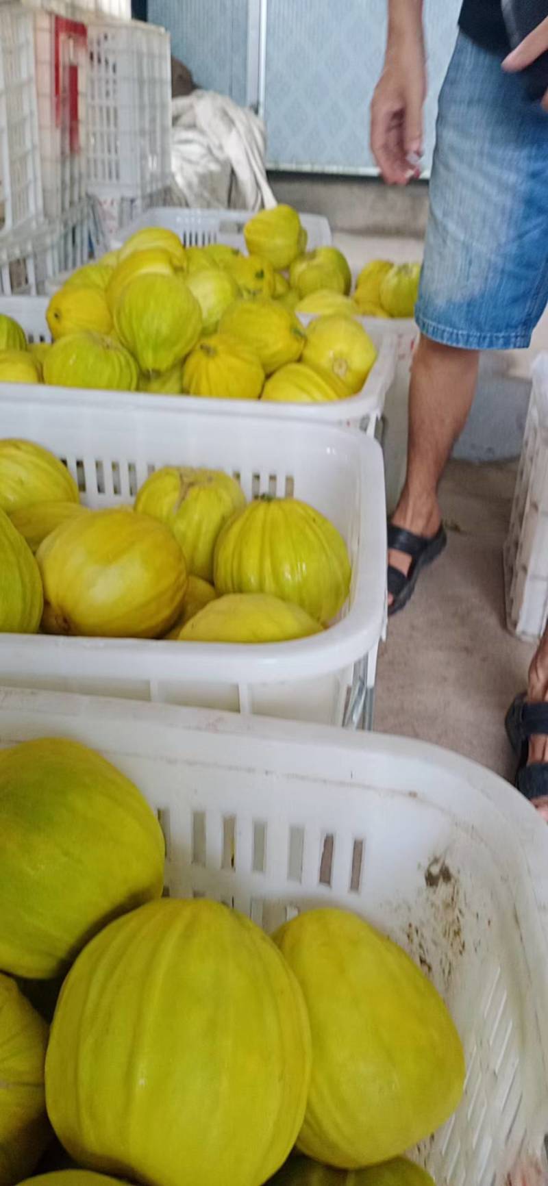 精品丑瓜，黄金瓜产地大量上市了，囗感脆甜，果园干净，一手