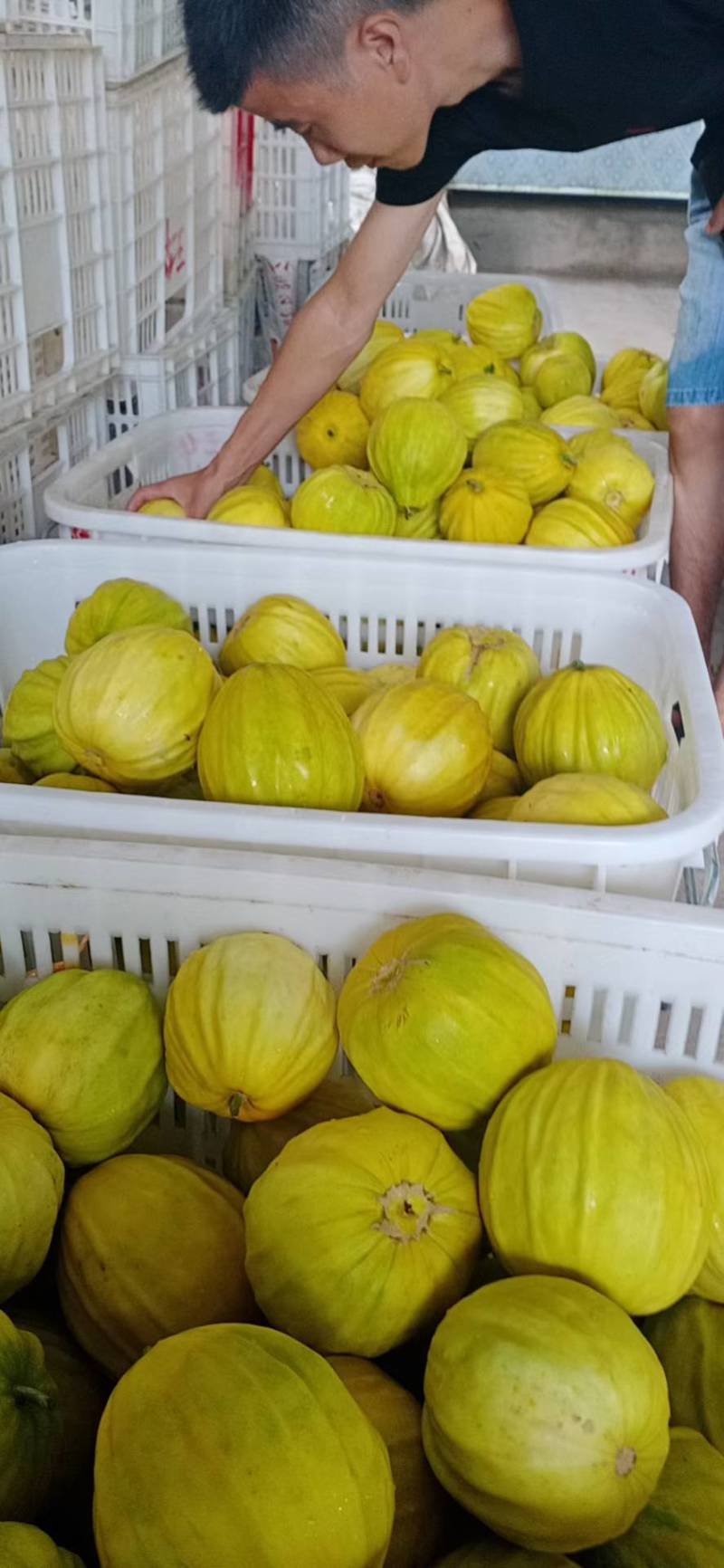 精品丑瓜，黄金瓜产地大量上市了，囗感脆甜，果园干净，一手