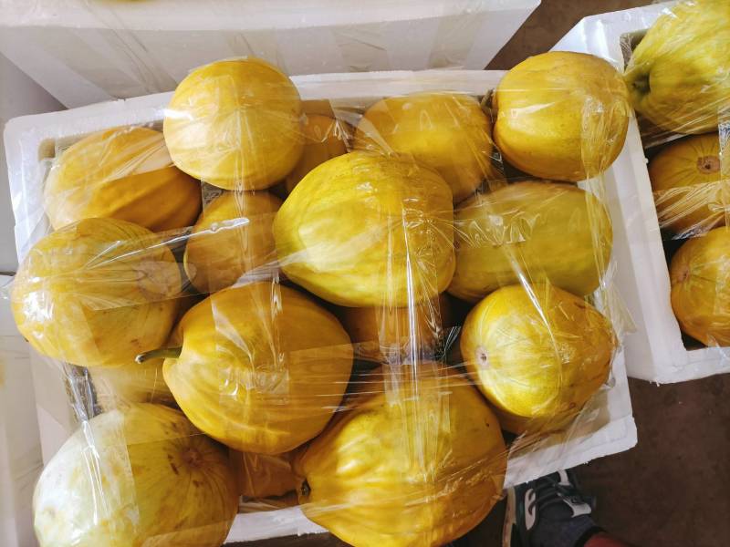 精品丑瓜，黄金瓜产地大量上市了，囗感脆甜，果园干净，一手