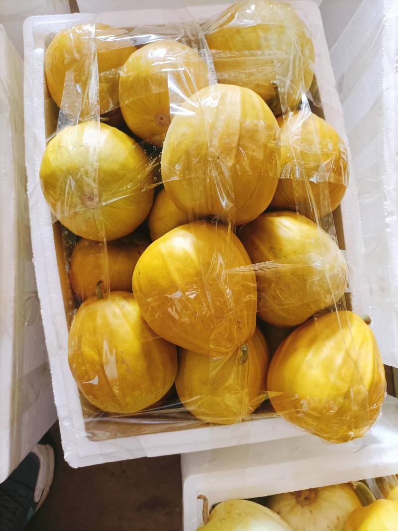 精品丑瓜，黄金瓜产地大量上市了，囗感脆甜，果园干净，一手