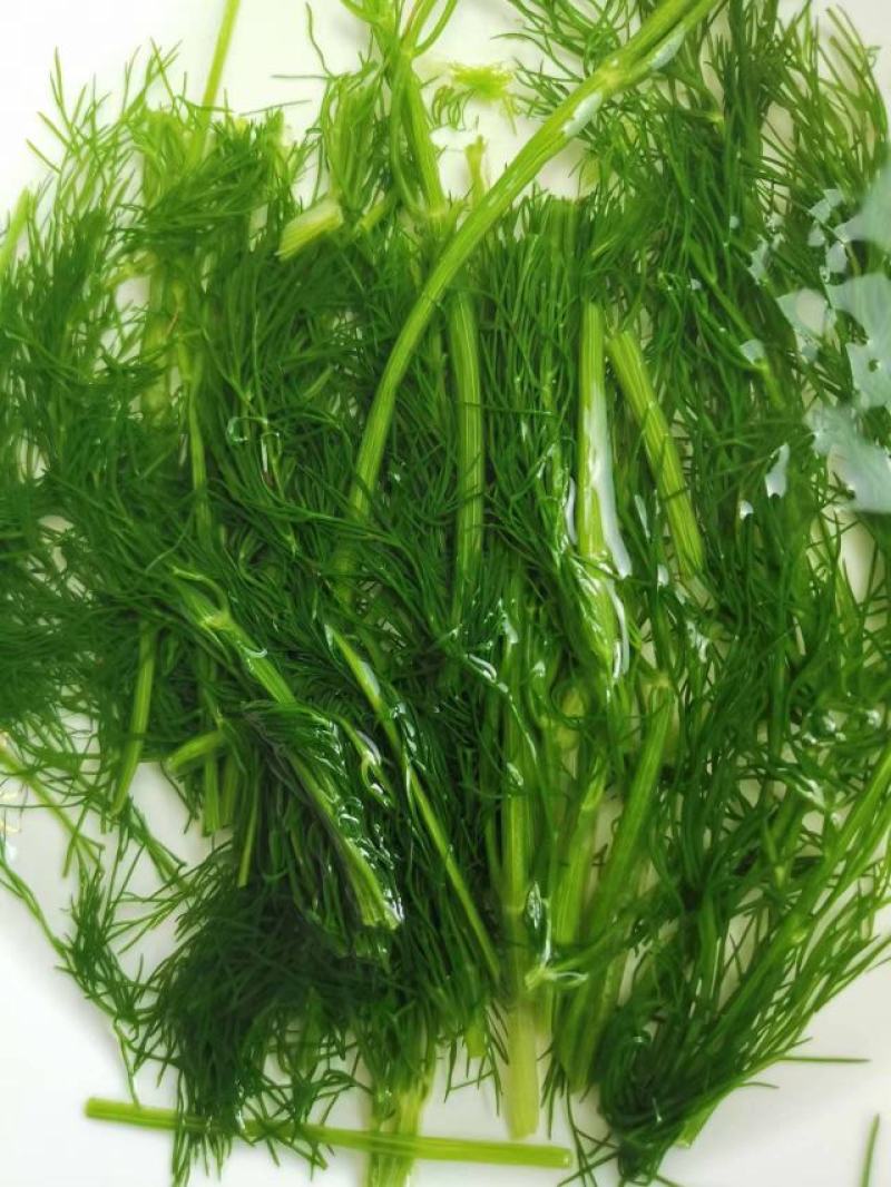 茴香新鲜嫩茴香包饺子必备冷冻茴香茴香苗茴香菜茴香鲜菜