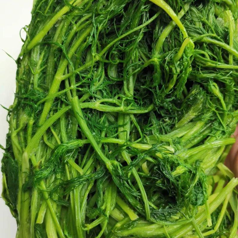 茴香新鲜嫩茴香包饺子必备冷冻茴香茴香苗茴香菜茴香鲜菜