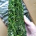 黄须菜碱蓬菜海蒿菜鲜菜速冻的凉菜做馅专用酒店宴会