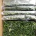 黄须菜碱蓬菜海蒿菜鲜菜速冻的凉菜做馅专用酒店宴会