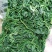黄须菜碱蓬菜海蒿菜鲜菜速冻的凉菜做馅专用酒店宴会