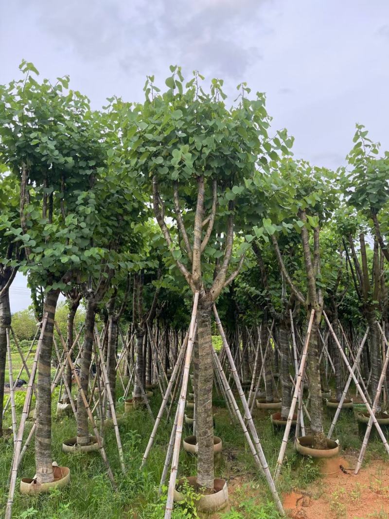 宫粉紫荊