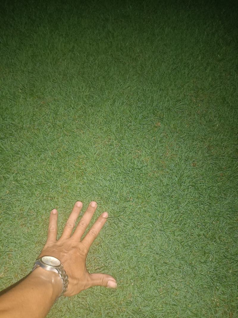 台湾草卷草，马尼拉草卷草大量上市，自有百亩基地，常年供应
